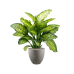 Растение в кашпо Dieffenbachia seguine 'Maroba' in Grigio