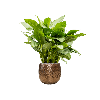 Растение в кашпо Aglaonema 'Freedman' in Marly