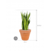 Растение в кашпо Sansevieria zeylanica in Terra Cotta