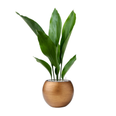 Aspidistra elatior in Capi Lux Retro