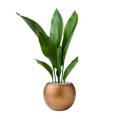 Растение в кашпо Aspidistra elatior in Capi Lux Retro