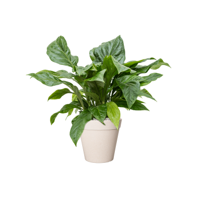 Растение в кашпо Anthurium elipticum 'Jungle Bush' in Fibrics Bamboo