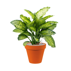 Dieffenbachia seguine 'Maroba' in Terra Cotta