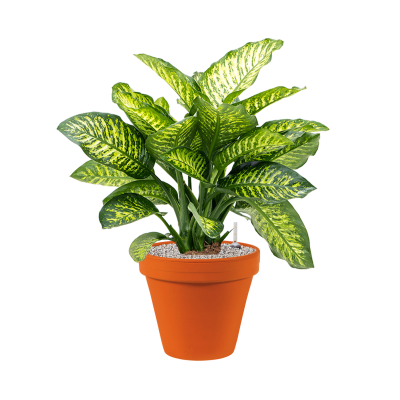 Растение в кашпо Dieffenbachia seguine 'Maroba' in Terra Cotta