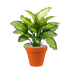 Растение в кашпо Dieffenbachia seguine 'Maroba' in Terra Cotta