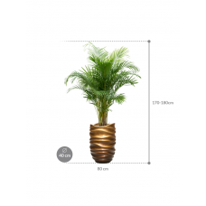 Dypsis (Areca) lutescens in Baq Gradient Lee