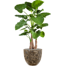 Alocasia calidora in Baq Lava