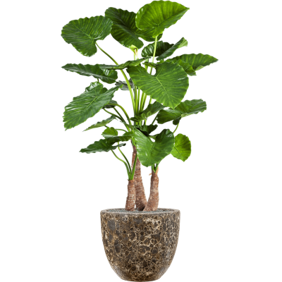 Растение в кашпо Alocasia calidora in Baq Lava