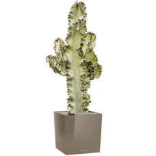 Euphorbia ingens marmorata in Lechuza Cube Premium