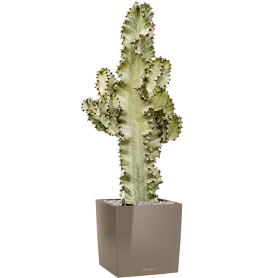 Растение в кашпо Euphorbia ingens marmorata in Lechuza Cube Premium