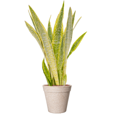 Sansevieria trifasciata 'Lauren' in Fibrics Bamboo