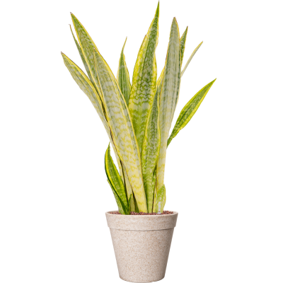 Растение в кашпо Sansevieria trifasciata 'Lauren' in Fibrics Bamboo