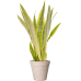 Растение в кашпо Sansevieria trifasciata 'Lauren' in Fibrics Bamboo