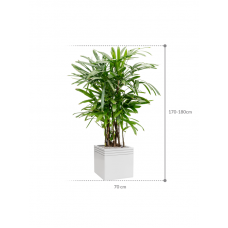 Rhapis excelsa in Baq Line-Up