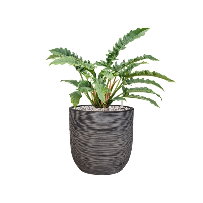 Растение в кашпо Philodendron 'Narrow' in Capi Nature Rib NL