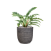 Растение в кашпо Philodendron 'Narrow' in Capi Nature Rib NL