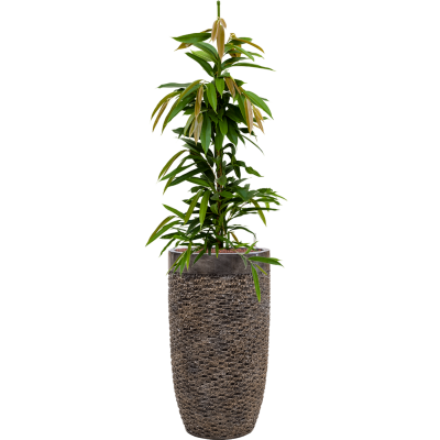 Растение в кашпо Ficus binnendijkii 'Amstel King' in Baq Luxe Lite Universe