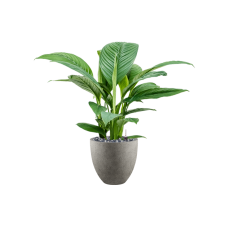 Spathiphyllum 'Sensation' in Grigio