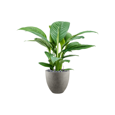 Растение в кашпо Spathiphyllum 'Sensation' in Grigio