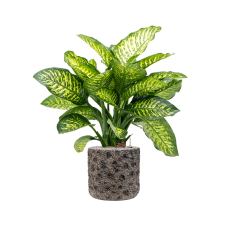 Dieffenbachia seguine 'Maroba' in Baq Luxe Lite Moon