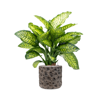 Растение в кашпо Dieffenbachia seguine 'Maroba' in Baq Luxe Lite Moon