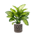 Растение в кашпо Dieffenbachia seguine 'Maroba' in Baq Luxe Lite Moon