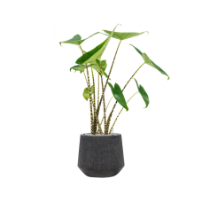 Alocasia zebrina in Baq Raindrop