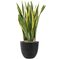 Sansevieria trifasciata 'Laurentii' in Artstone