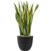 Растение в кашпо Sansevieria trifasciata 'Laurentii' in Artstone