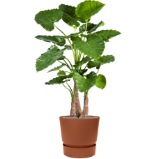 Alocasia calidora in Greenville