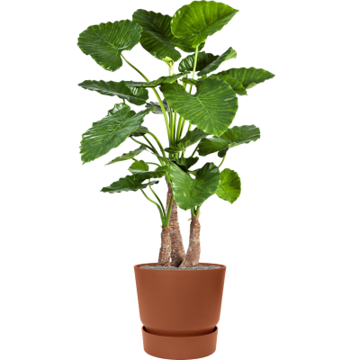 Растение в кашпо Alocasia calidora in Greenville