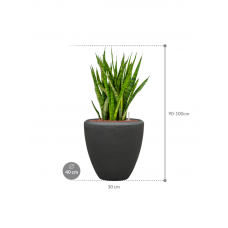 Sansevieria kirkii in Baq Polystone Plain