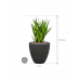 Растение в кашпо Sansevieria kirkii in Baq Polystone Plain