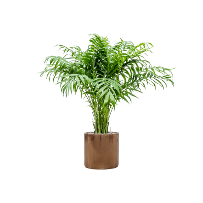 Растение в кашпо Chamaedorea elegans in Cylinder