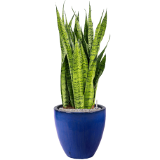 Sansevieria zeylanica in Plain