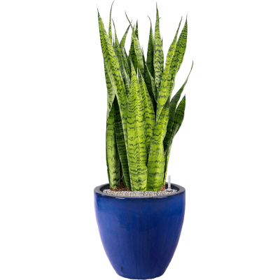 Растение в кашпо Sansevieria zeylanica in Plain