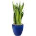 Растение в кашпо Sansevieria zeylanica in Plain