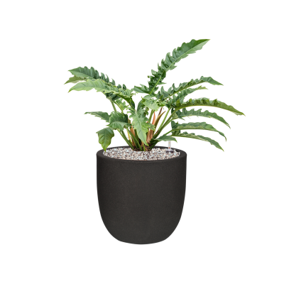 Растение в кашпо Philodendron 'Narrow' in Capi Urban Smooth NL