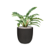 Растение в кашпо Philodendron 'Narrow' in Capi Urban Smooth NL