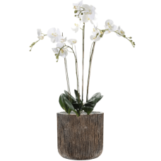 Phalaenopsis in Baq Luxe Lite Universe Waterfall
