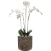 Растение в кашпо Phalaenopsis in Baq Luxe Lite Universe Waterfall