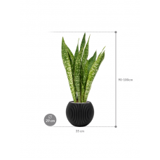 Sansevieria masoniana 'Dragon' in Capi Nature Groove