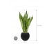 Растение в кашпо Sansevieria masoniana 'Dragon' in Capi Nature Groove