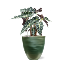 Alocasia 'Polly' in Groove