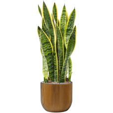 Sansevieria trifasciata 'Laurentii' in Capi Nature Groove