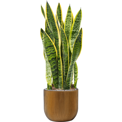 Растение в кашпо Sansevieria trifasciata 'Laurentii' in Capi Nature Groove