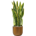 Растение в кашпо Sansevieria trifasciata 'Laurentii' in Capi Nature Groove