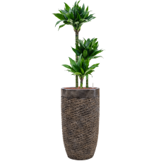 Dracaena fragrans 'Black jack' in Baq Luxe Lite Universe