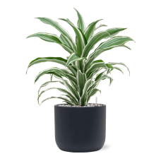 Dracaena fragrans 'White Jewel' in Baq Ease