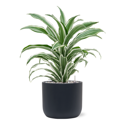 Растение в кашпо Dracaena fragrans 'White Jewel' in Baq Ease